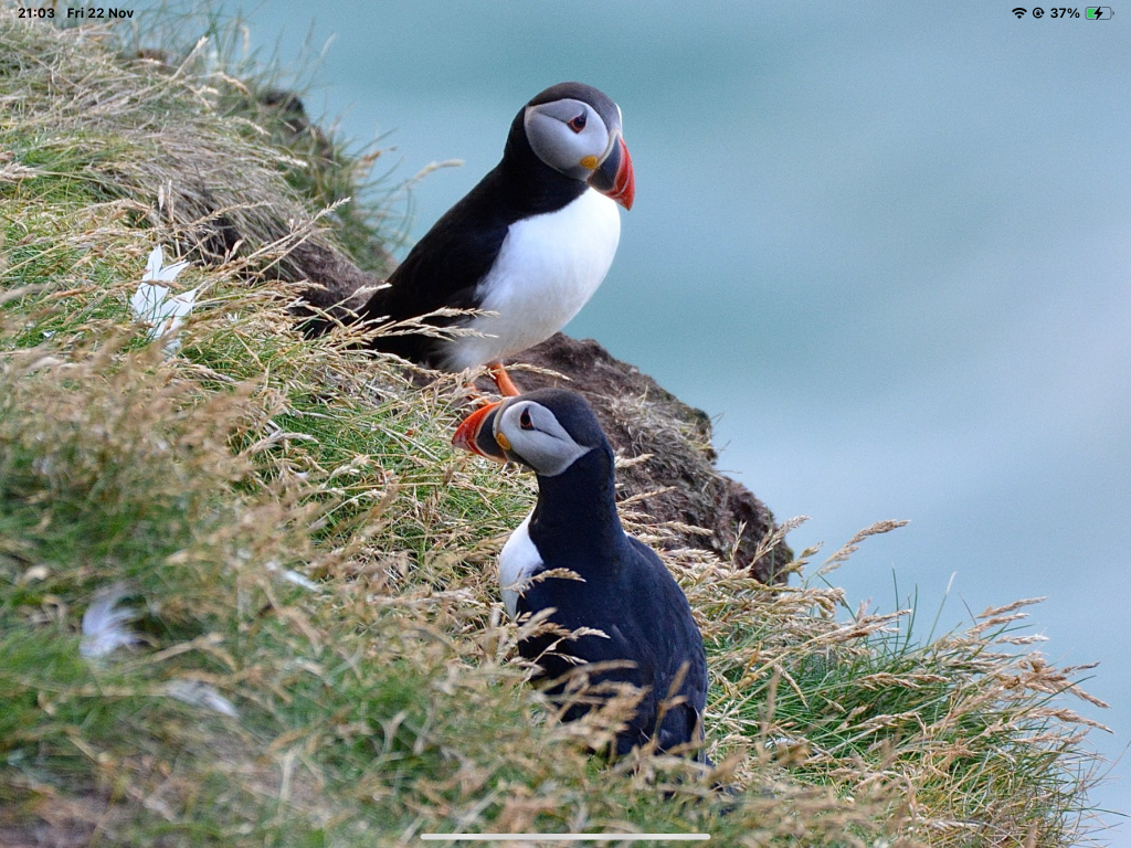 Two puffins perched on a grassy cliff by the sea.