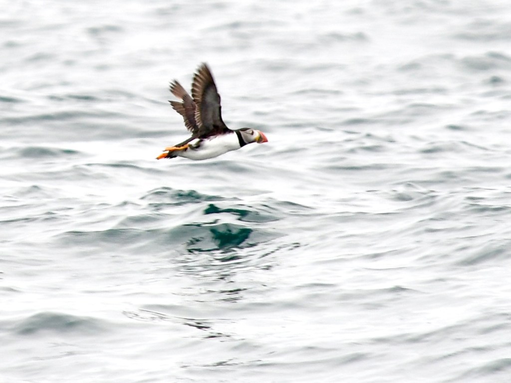 Puffin flying low over wavy ocean water.