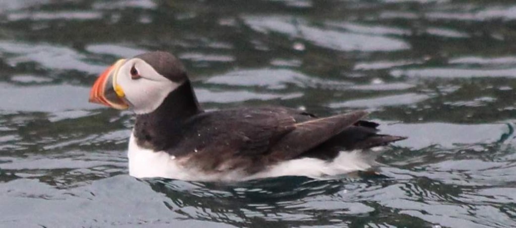 Puffin swimming in water with a colorful beak.
