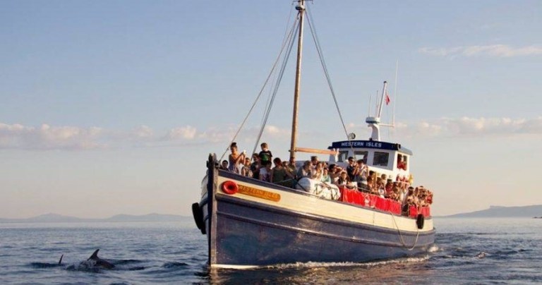 Sightseeing boat with passengers observes dolphins in the sea.