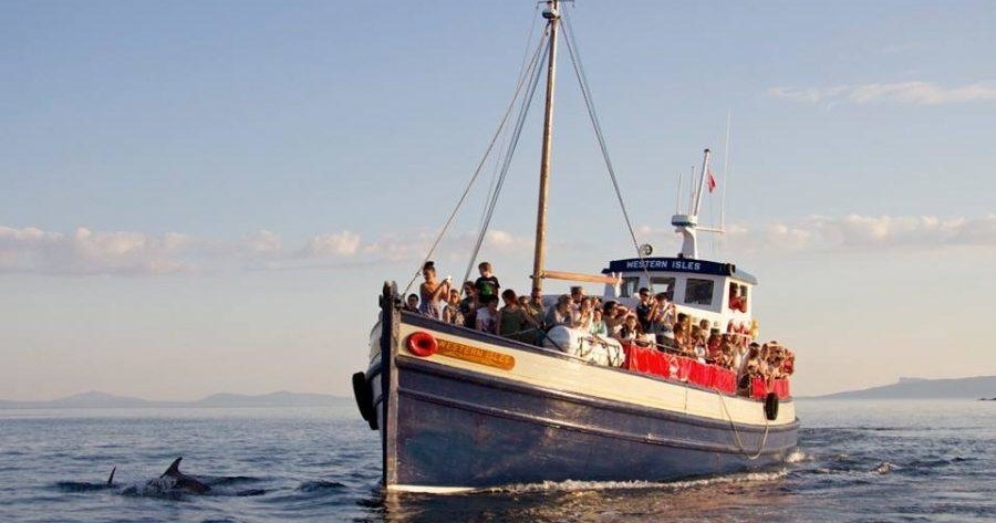 Sightseeing boat with passengers observes dolphins in the sea.