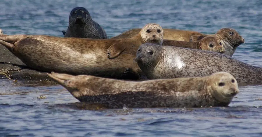 Group of seals resting on rocks by the water's edge.