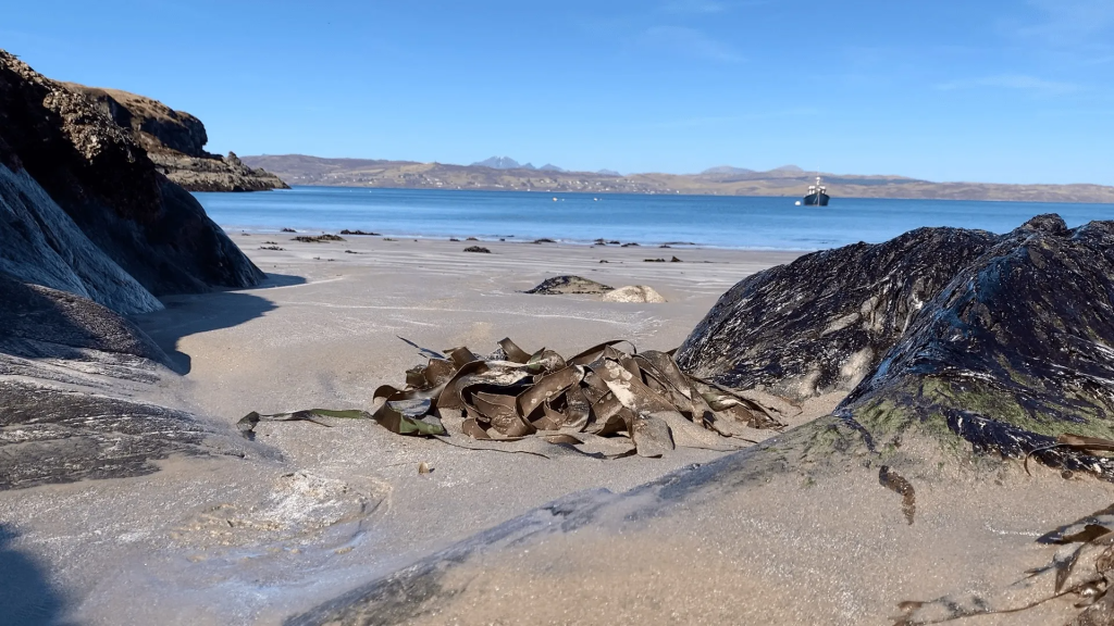 Rocky beach with seaweed, distant boat, and mountains under clear blue sky.