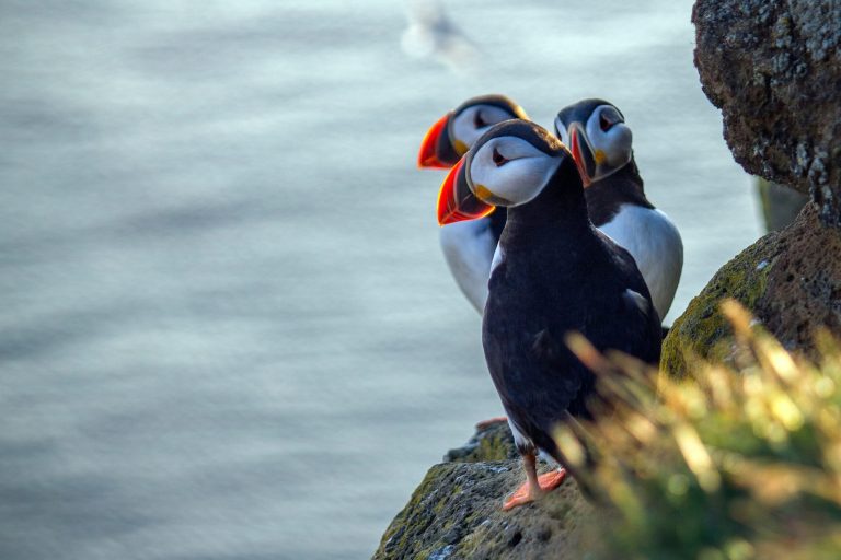 Three puffins standing on a cliff overlooking water.