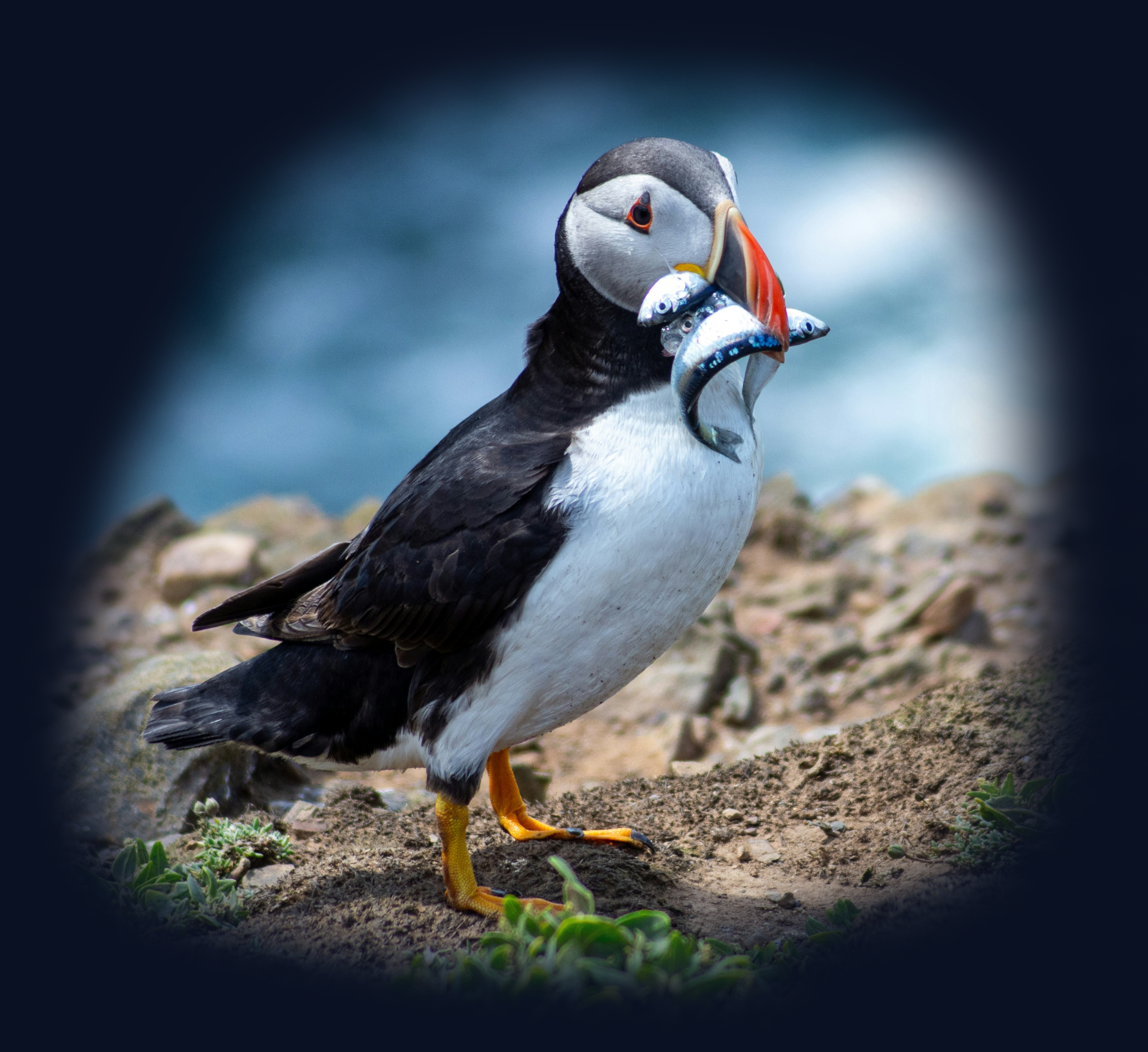 Puffin holding fish in its beak, standing on rocky ground.
