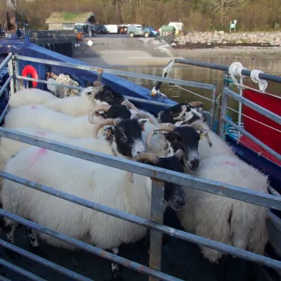 Several sheep with black faces and horns in a metal enclosure on a truck.