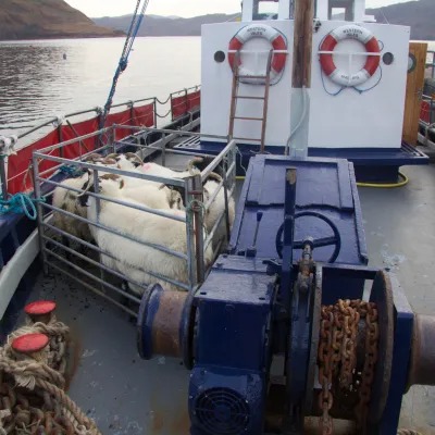 Sheep in a metal pen on a boat's deck near life rings.