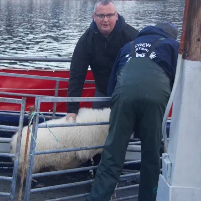 Two men help a sheep into a metal pen on a boat.