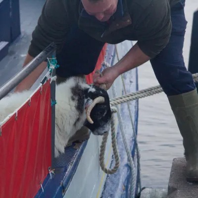Person guiding a sheep onto a boat using a rope.