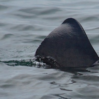 a bird swimming in water