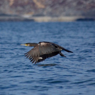 a bird flying over a body of water