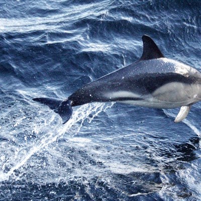 a dolphin swimming in a body of water