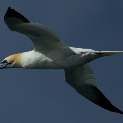 a bird flying in the air