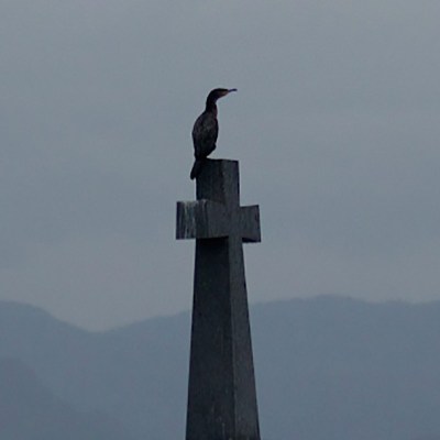 a bird flying over a tower