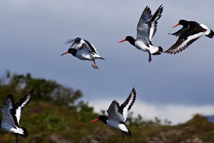 a flock of seagulls flying over a body of water