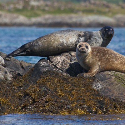 a bird sitting on a rock next to a body of water