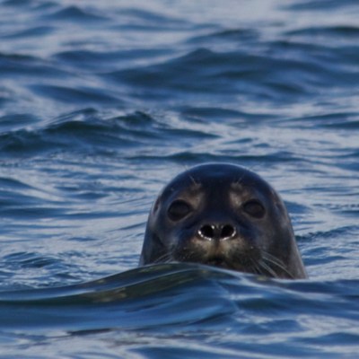 a dog swimming in a body of water