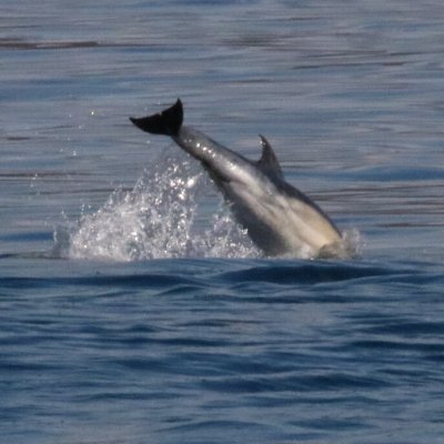 a dolphin jumping out of the water