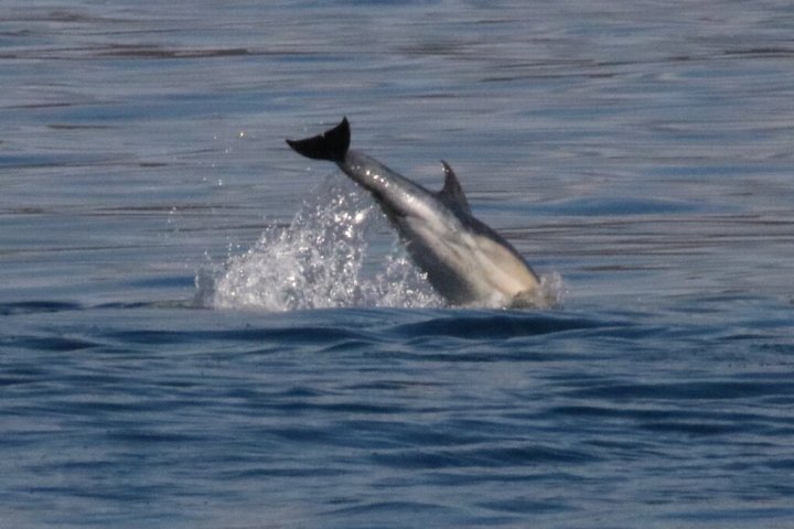 a dolphin jumping out of the water