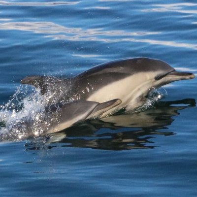 a dolphin swimming in a body of water
