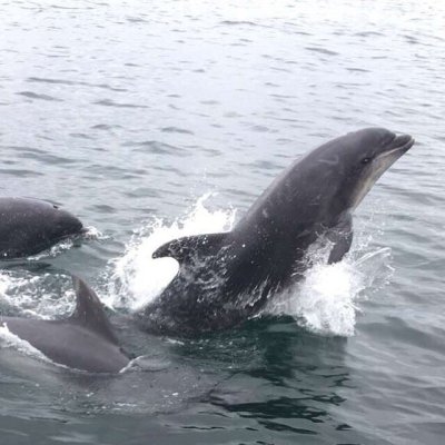 a dolphin swimming in a body of water