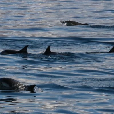 a dolphin swimming in a body of water