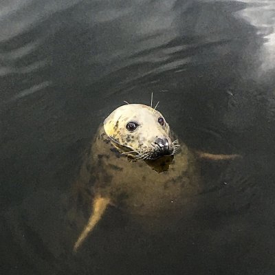 a seal swimming under water