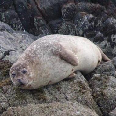a seal on a rock