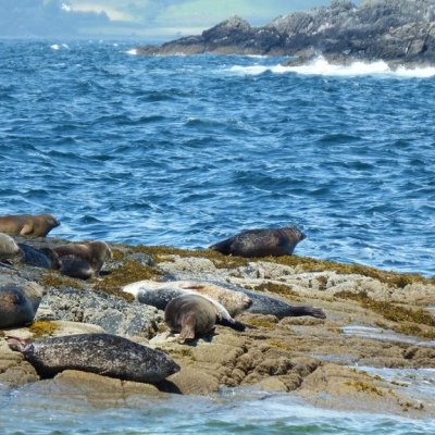 a seal on a rock next to a body of water