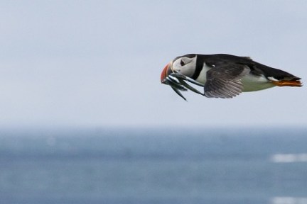 a bird flying over a body of water