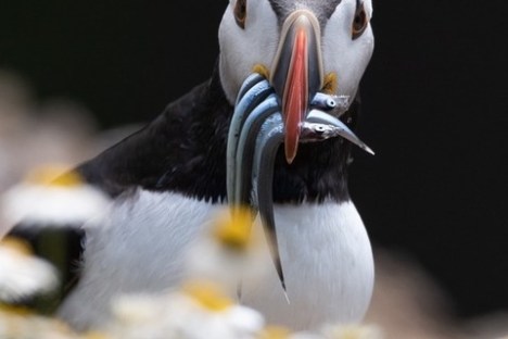 a close up of a bird