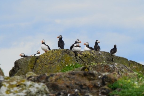 a flock of seagulls standing on a rocky hill