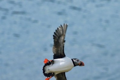 a bird flying over a body of water